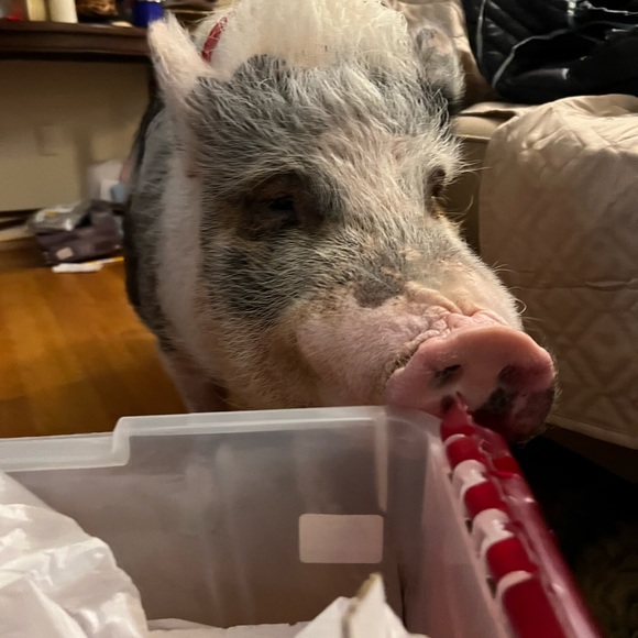 Meet your Posher, Kelly - Picture 4 of 5